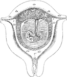 Diagrammatic view of a vertical transverse section of the uterus at the seventh week of pregnancy. Labels: c, c', cavity of uterus, which becomes the cavity of the decidua, opening at c, the cornua, into the Fallopian tubes, and at c' into the cavity of the cervix, which is closed by a plug of mucus; dv, decidua vera; dr, decidua reflexa, with the sparser villi imbedded in its substance; ds, decidua serotina, involving the more developed chorionic villi of the commencing placenta. The fetus is seen lying in the amniotic sac; passing up from the umbilicus is seen the umbilical pedicle of the yolk sac, which lies in the cavity between the amnion and chorion.