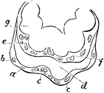 Extremities of a placental villus. Labels: a, lining membrane of the vascular system of the mother; b, cells immediately lining a; d, space between the maternal and fetal portion of the villus; e, internal membrane of the chorion; f, internal cells of the villus, or cells of the chorion; g, loop of umbilical vessels.