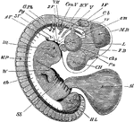 Embryo chick at fourth day, viewed as a transparent object, lying on its left side. CH, cerebral hemispheres; FB, forebrain or vesicle of third ventricle, with Pn, pineal gland projecting from its summit; MB, midbrain; Cb, cerebellum; IV V, fourth ventricle; L, lens; chs, choroidal slit; Cen V, auditory vesicle; s m, superior maxillary process; 1F, 2F, 3F,4F., first, second, third, and fourth visceral folds; V, fifth nerve, sending one branch (ophthalmic) to the eye, and another to the first pharyngeal nerve, passing to the third visceral arch; G.Pg, pneumogastric nerve, passing towards the fourth visceral arch; iv, investing mass; ch, notochord; its front end cannot be seen in the living embryo, and it does not end as shown in the figure, but takes a sudden bend downwards, and then terminated in a point; Ht, heart seen through the walls of the chest; MP, muscle-plates; W, wing, showing commencing differentiation of segments, corresponding to arm, forearm, and hand; H L, hind-limb, as yet a shapeless bud, showing no differentiation. Beneath it is seen the curved tail.