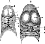 A, Magnified view of the head and neck of a human embryo of three weeks. Labels: 1, anterior cerebral vesicle or cerebrum; 2, middle cerebral vesicle; 3, middle or frontonasal process; 4, superior maxillary process, or first visceral arch, and below it the first cleft; 7, 8, 9, second, third, and fourth arches and clefts. B, Anterior view of the head of a human fetus of about the fifth week. 1, 2, 3, 5, the same parts as in A; 4, the external nasal or lateral frontal process: 6, the superior maxillary process; 7, the lower jaw; X, the tongue; 8, first branchial cleft becoming the meatus auditorius externus.