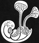 Diagram of young embryo and its vessels, showing course of circulation in the umbilical vesicle; and also that of the allantois (near the caudal extremity), which is just commencing.