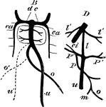 Diagram illustrating the development of veins about the liver. B, dc, ducts of Cuvier, right and left; ca, right and left cardinal veins; o, left omphalo-mesenteric vein, almost shriveled up; u, u', umbilical veins, of which u', the right one has almost disappeared. Between the venae cardinales is seen the outline of the rudimentary liver with its venae hepaticae advehentes, and revehentes. D, ductus venosus; i', hepatic veins; P', venae advehentes; m, mesenteric veins.