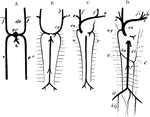 Diagram illustrating the development of the great veins. dc, ducts of Cuvier; j, jugular veins; h, hepatic vein; c, cardinal veins; s, subclavian vein; ci, inferior vena cava; r, renal veins; il, iliac veins; hij, hypogastric veins.