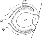 Diagrammatic sketch of a vertical longitudinal section through the eyeball of a human fetus of four weeks. The section is a little to the side, so as to avoid passing through the ocular cleft; c, the cuticle where it becomes later the corneal epithelium; l, the lens; op, optic nerve formed by the pedicle of the primary optic vesicle; vp, primary medullary cavity or optic vesicle; p, the pigment layer of the retina; r, the inner wall forming the retina proper; vs, secondary optic vesicle containing the rudiment of the vitreous humour.