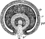 Transverse vertical section of the eyeball of a human embryo of four weeks. The anterior half of the section is represented: pr, the remains of the cavity of the primary optic vesicle; p, the inner part of the outer layer forming the retinal pigment; r, the thickened inner part giving rise to the columnar and other structures of the retina; v, the commencing vitreous humour within the secondary optic vesicle; v', the ocular cleft through which the loop of the central blood vessel, a, projects from below; l, the lends with a central cavity.