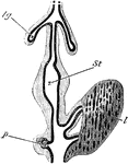 Diagram of part of digestive tract of a chick (4th day). The black line represents hypoblast , the outer shading mesoblast; lg, lung diverticulum with expanded end forming primary lung vesicles; St, stomach; l, two hepatic diverticulum, with their terminations united by solid rows of hypoblast cells; p, diverticulum of the pancreas with the vesicular diverticula coming from it.