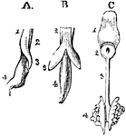 The development of the respiratory organs. A, is the esophagus of a chick on the fourth day of incubation, with the rudiments of the trachea on the lung of the left side, viewed laterally; 1, the inferior wall of the esophagus; 2, the upper portion of the same tube; 3, the rudimentary lung; 4, the stomach. B, is the same object seen from below, so that both lungs are visible. C, shows the tongue and respiratory organs of the embryo of a horse; 1, the tongue; 2, the larynx; 3, the trachea; 4, the lungs, viewed from the upper side.