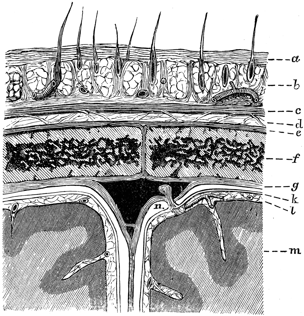 brain tissue layers