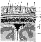 Diagram showing the layers of the scalp and membranes of the brain in section. Labels: a, skin; b, subcutaneous tissue with hair roots and vessels; c, epicranius; d, subepicranial layer; e, pericranium; fm parietal bone; g, dura mater; k, arachnoid; l, pia mater; m, cortex; n, in subdural space near a Pacchionian body projecting within the superior longitudinal sinus.