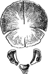 The occipital bone at birth.