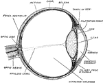 Horizontal section of the eyeball, showing the suspensory ligament of the lens, the aqueous and vitreous chambers, entrance of the optic nerve, and the fovea centralis.