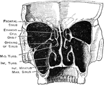 Transverse vertical section of the nasal cavities and accessory sinuses.