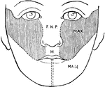 Showing the development of the face. F.N.P., Part formed from the frontonasal process; L, from its lateral and M., from its mesial parts; MAX., formed by the maxillary process; MAN., formed by the mandibular process.