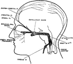Diagram to show the proximity of the sensory nuclei of the fifth and tenth cranial and first and second cervical nerves.