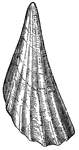 "The genus <em>Pinna</em> was so called from its resemblance to the plumelet which the Roman soldiers attached to their helmets. The animal is thick, elongated, with mantle open behind, presenting a conical, furrowed foot, bearing a considerable byssus."