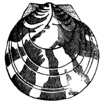"The Watered Pecten belongs to the scallop-shells. The shell is generally nearly circular, more or less elongated, and terminated toward the summit in a straight line."