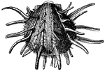 "The more remarkable species of the genus <em>Spondylus</em>; their valves are unequal. A native of the Indian Ocean and rarely met with."