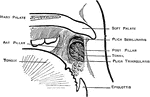 Diagram of the pillars of the fauces and of the tonsils.