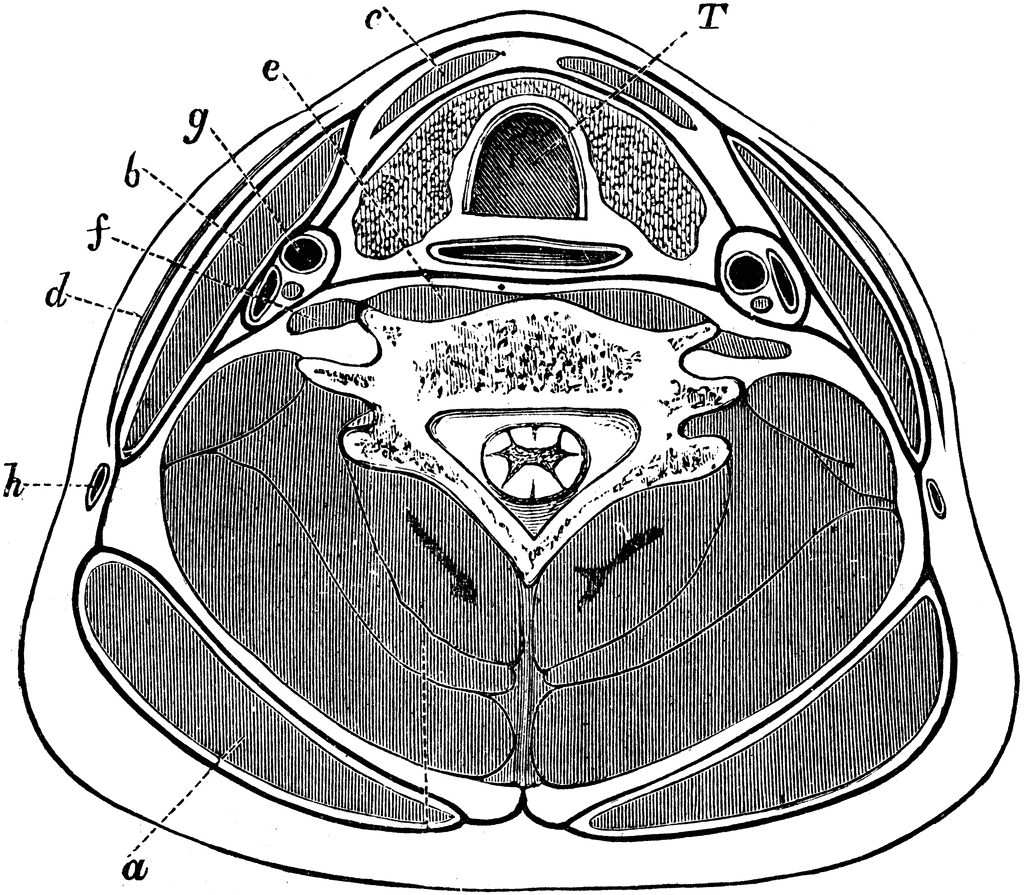 cervical anatomy cross section