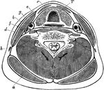 Transverse section through the lower part of the neck, to show the arrangement of the cervical fascia. Labels: a, Trapezius; b, sternomastoid; c, depressors of hyoid bone; d, platysma; e, anterior spinal muscles; f, scalenus anticus; g, carotid artery; h, external jugular vein; i, posterior spinal muscles; T, trachea, with gullet behind and thyroid body in front.