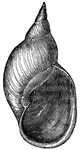A thin diaphanous shell in which species of the genus Limnaea live. They can be found in the fresh waters of most countries.