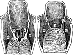 Upper aperture of the larynx in the open (1) and shut (2) position. Labels: A, cushion of epiglottis; B, apices of arytenoids; C, arytenoepiglottidean folds; E, posterior aspect of cricoid; F, false vocal cords; G, rima glottidis,between true vocal cords; H, posterior border of thyroid cartilage; I, tip of great horn of hyoid.