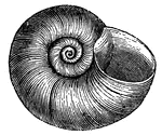 The shell of the Planorbis is thin, light and disk-like in form. The can creep along solid bodies, or swim upside-down through the water.