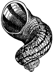 "The snails are male and female in the same individual, or hermaphrodite. The Romans had many species served up at their feasts, which they distinguished in categories according to the delicacy of their flesh."