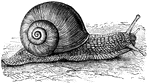 "The snails are male and female in the same individual, or hermaphrodite. [This is] the favorite culinary snail in the region around Paris"
