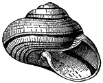 An "idea of the many elegant forms which the shell of the genus <em>Helix</em> assumes."