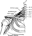Showing the dorsal preaxial origin of the musculospiral (radial) nerve, and the ventral post-axial origin of the ulnar nerve from the brachial plexus.