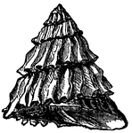 "The species of the genus <em>Trochus</em> are found in all seas, and near to the shore in the clefts of rocks, especially in places where seaweeds grow luxuriantly."