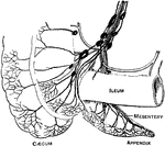 Course of the lymphatics of the caecum, appendix, and colon.