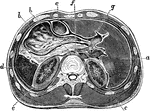 Horizontal section through upper part of abdomen. Labels: a, liver; b, stomach; c, transverse colon; d, spleen; e, kidneys; f, pancreas; g, inferior vena cava; h, aorta with thoracic duct behind it.