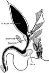 An imperforate anus is the most common congenital defect of the rectum. Shown is a diagram of the termination of the rectum in 54 cases of imperforate anus in the male.