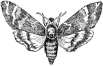 A large moth named for the skull-like image upon its thorax.