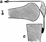 Diagram to show mechanism of fracture of the patella by muscular action. a, Line of action of quadriceps muscle; b, femur; c, tibia.