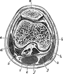 Transverse section of the knee joint through the center of the patella. Labels: a, Bursa patellae; b, internal lateral ligament and inner condyle; c, external lateral ligament and outer condyle; d, biceps; e, semimembranosus; f, semitendinosus; g, gracilis tendon; h, sartorius. 1, internal popliteal nerve; 2, external popliteal nerve; 3, internal saphenous vein.