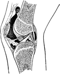 Epiphyseal lines in the neighborhood of the knee joint and their relationship to the synovial membrane.