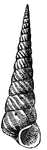 "Some other species, the names of which indicate a winding pyramid, have shells terminating in a sharp point, some of them having fluted spirals, others rounded, angular or flat."