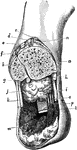 Syme's amputation at the ankle. Labels: a, tibia; b, fibula; c, tibialis anticus; d, extensor proprius hallucis; e, extensor communis digitorum; f, peroneus tertius; g, flexor longus hallucis; h, tibialis posticus; i, flexor longus digitorum; j, peroneus brevis; k, peroneus longus; l, tendo Achillis; m, some muscles of the sole that not usually left in this operation; n, anterior tibial vessels; o, posterior tibial vessels; p, posterior tibial nerve.