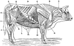 "Diagram showing cuts of beef. A, neck; B-C, chuck ribs and shoulder-blade; C-D, seven prime ribs; D-E, porterhouse; E-F, thick sirloin; F-H, rump; H-I, round; J, leg; K, top of sirloin; L, flank; M, plate piece; N, O, brisket." -Foster, 1921
