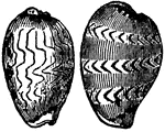 "Zigzag Cowries are beautifully ornamented with waving and broken lines."