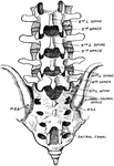 Diagram of the lumbar interlaminar spaces, showing the position of the fourth lumbar spine.