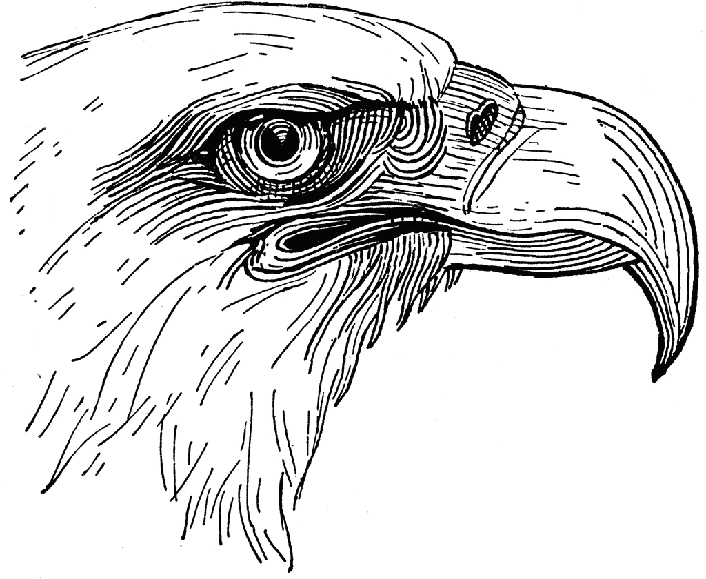 american eagle head clipart