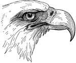 The head of the bald eagle.