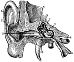 "Section through right ear. 1, helix; 2, concha; 3, outer passage; 4, 5, 6, semi-circular canals; 7, oval window; 8, cochlea; 9, Eustachian tube; 10, eardrum." -Foster, 1921