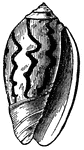 "The genus <em>Oliva</em> is so named from its resemblance in form to the olive. They are flesh-eaters."