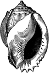 "In the genus <em>Cassis</em> the shell is oval, convex, and the spire is not of considerable height. These animals keep near the shore, in shallow water."
