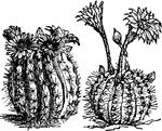 The Cacti ClipArt gallery offers 64 illustrations of members of the Cactaceae family including: saguaro, paddle, prickly pear, echinocalus, starfish, giant, and barrel cacti.

<p>All illustrations in the <em>ClipArt ETC</em> collection are line drawings. If you are looking for <a href="https://etc.usf.edu/clippix/pictures/cacti/">color photographs of cacti</a>, please visit the <a href="https://etc.usf.edu/clippix/"><em>ClipPix ETC</em></a> website.